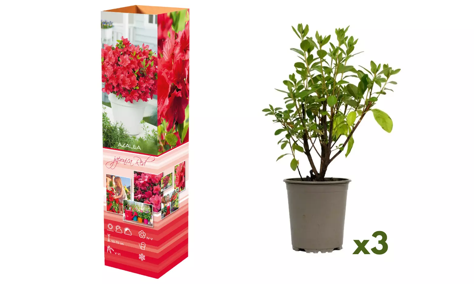 Set van 3, 4 of 8 Azalea's