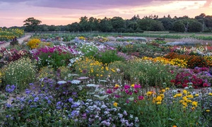 Mixed Perennial Collection