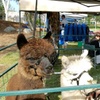 Image 2: Enjoy a Fun Filled Alpaca Outing for 4 or 6! 