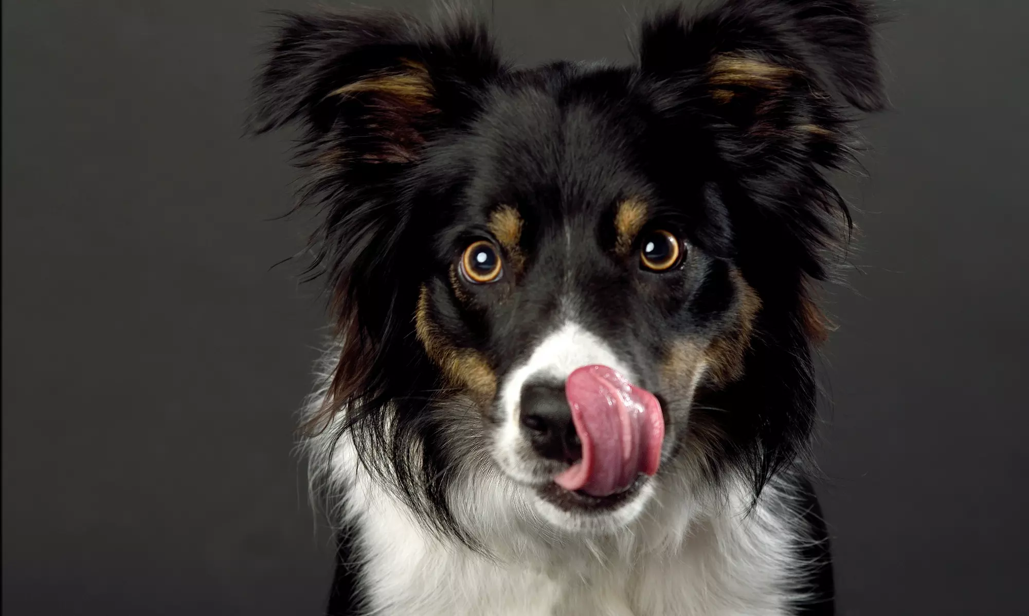 Pet Photoshoot with One Print at Flash Photography