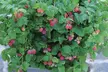 Summer Fruiting Raspberry Ruby Beauty - 1, 2 or 3 plants - Image 7