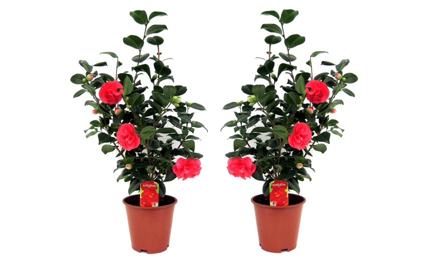 Image 4: Set of 2 XXL Japanese Rose Bushes