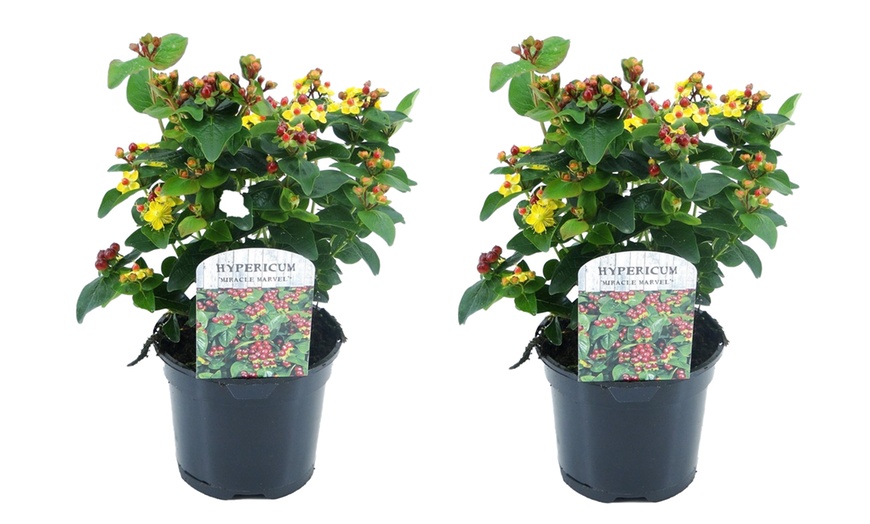 Image 2: Hypericum Miracle Marvel-planten