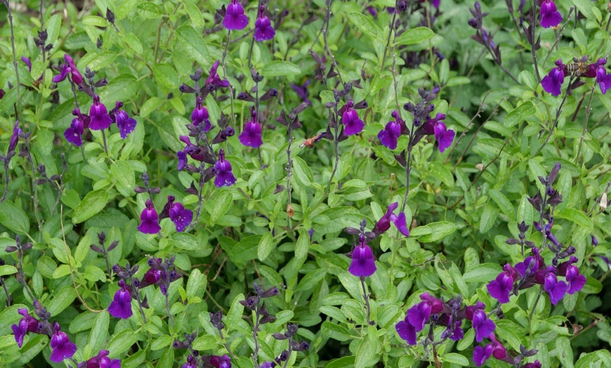 Salvia Perfect For Pollinators Collection 10 Or 20 Plants Groupon Goods