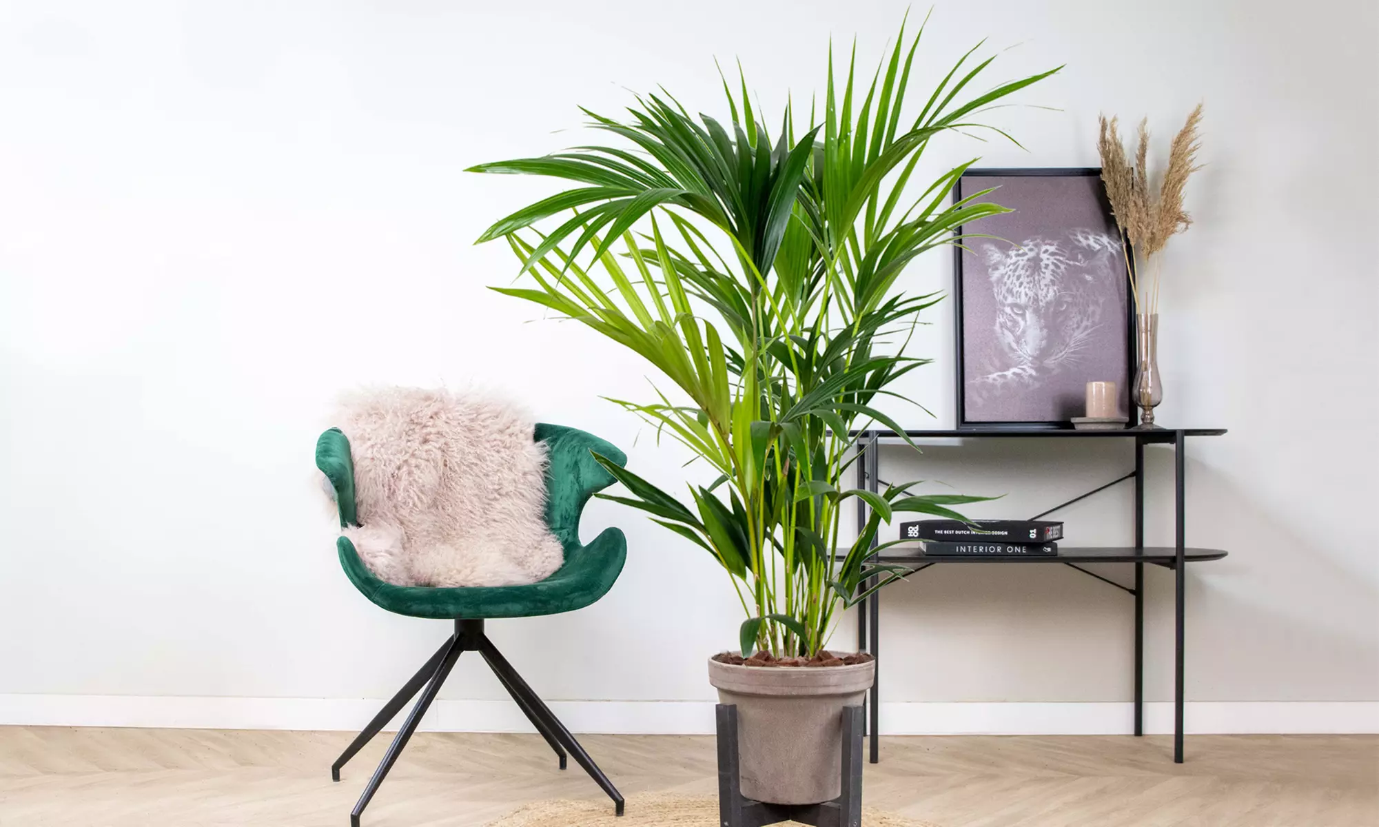 1x oder 2x luftreinigende Kentia-Palme (Howea Forsteriana)