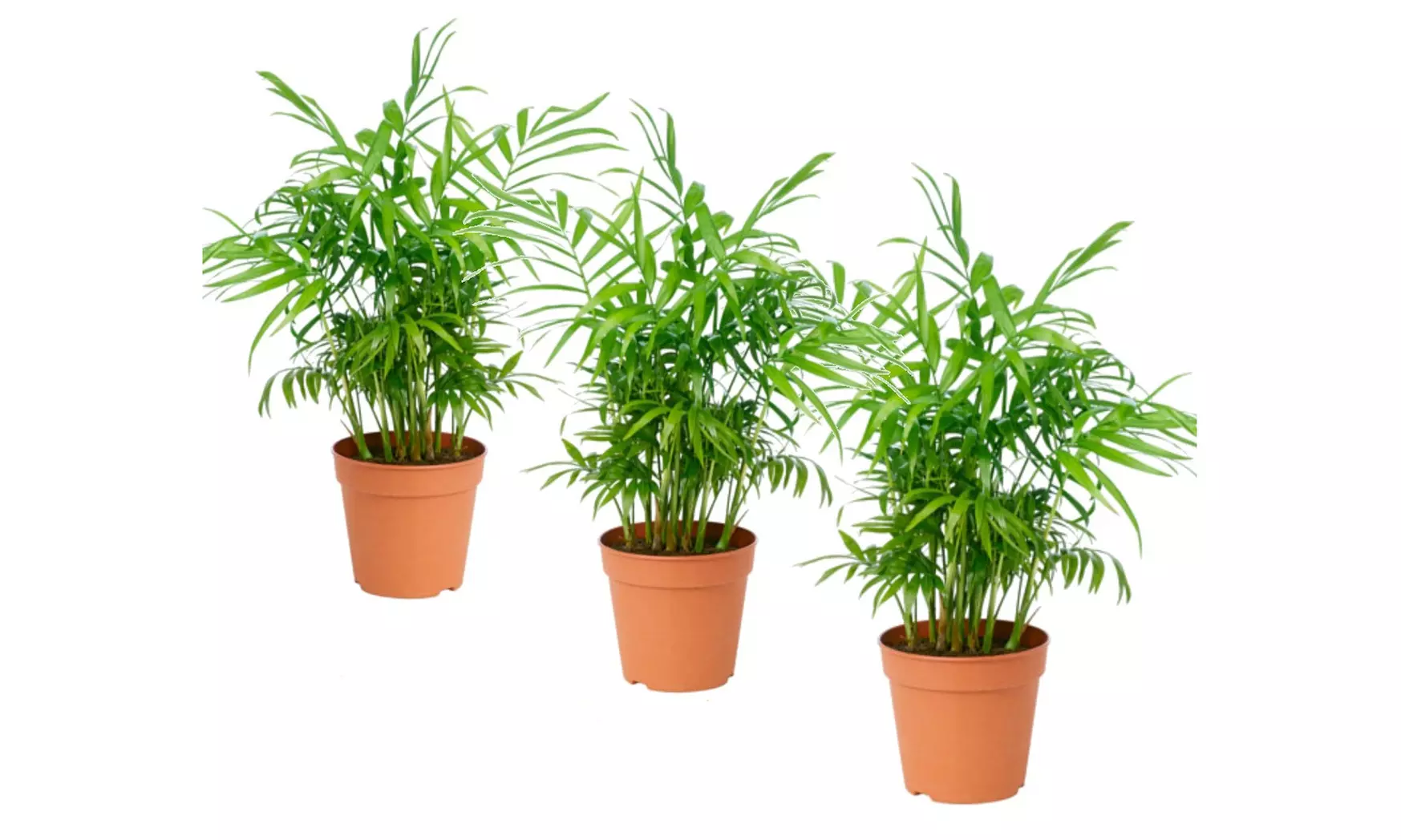 3er-Set mexikanische Zwergpalme (Chamaedorea Elegans) - Second Medium