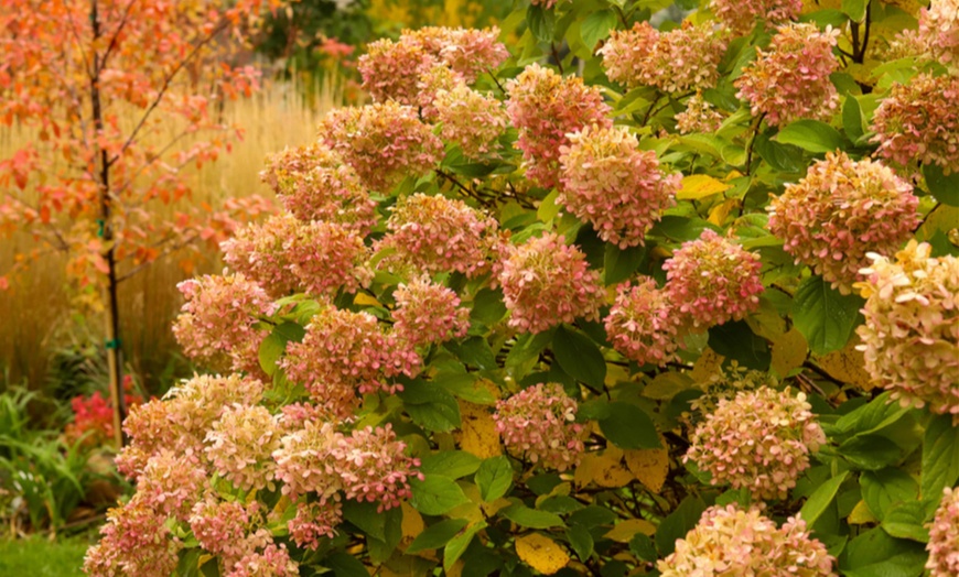 Image 9: Hydrangea Potted Plants - 1, 2 or 3 Potted Plants