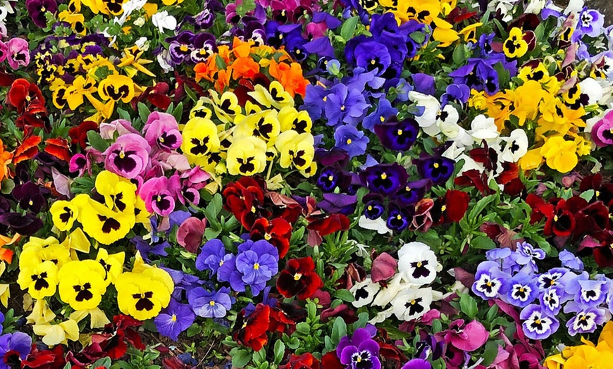 Image 1: 24, 48 or 72 Pansy Universal Super Mix Plants