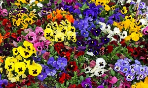  24, 48 or 72 Pansy Universal Super Mix Plants 