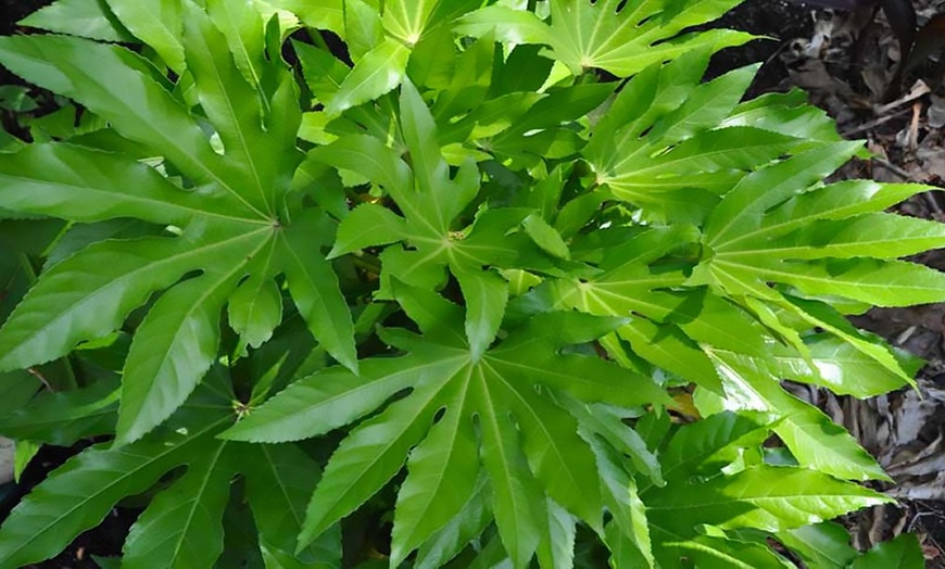 Image 3: Japanese Aralia Plants