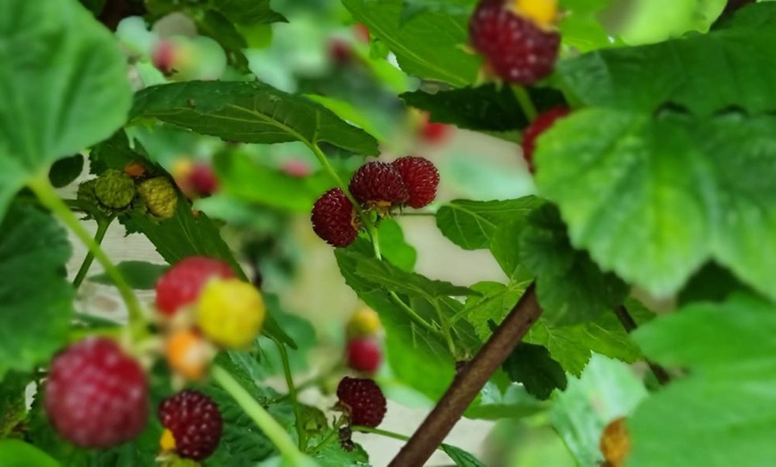 Image 3: Raspberry Tree Hararasp-One or Two Potted Plants
