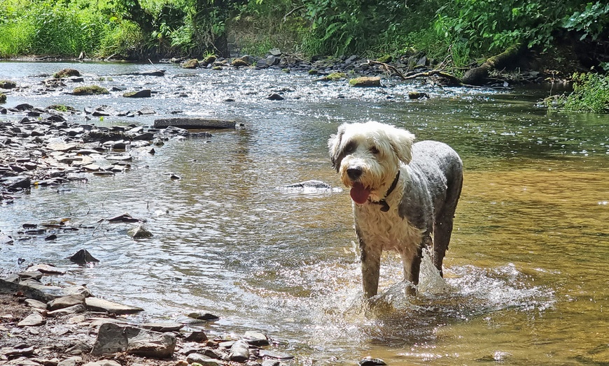 Image 13: Devon: Dog Friendly stay with Breakfast and Cream Tea