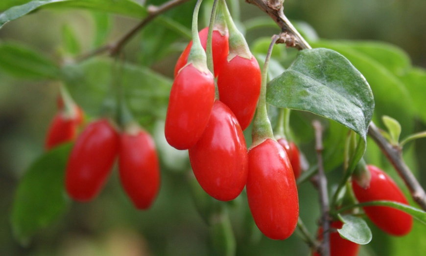 Image 1: 3 et 6 plants de baies de Goji