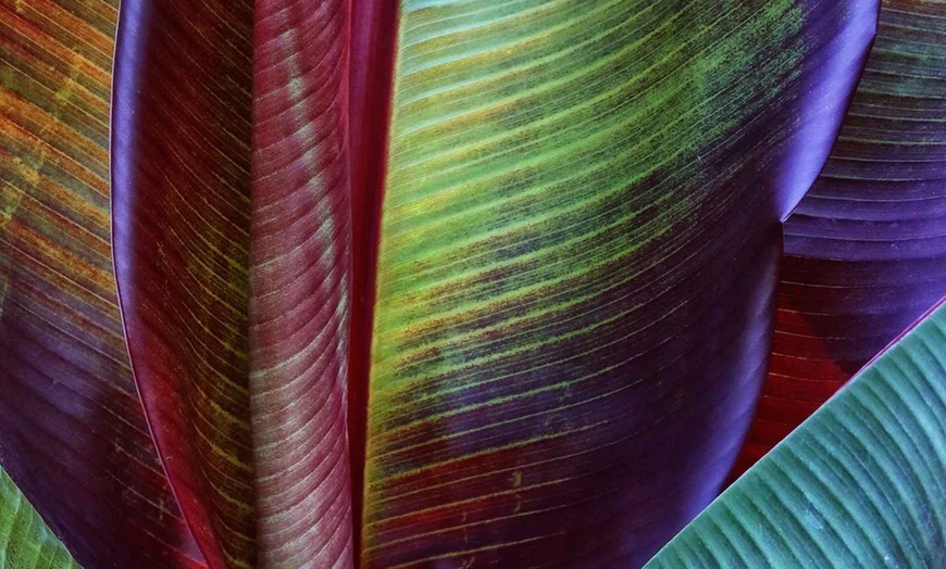 Image 3: Musa Ensete Maurelli-plant