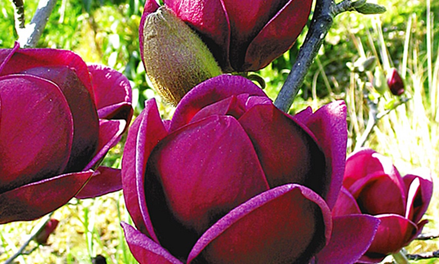 Image 1: Genie and Blue Opal Magnolia Plants