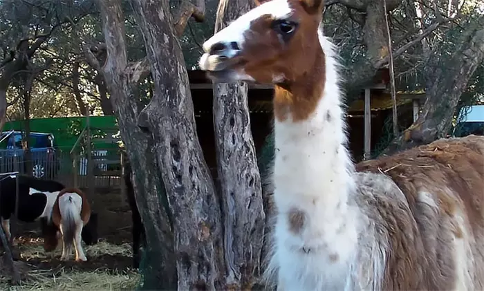 Balade à dos d'âne pour enfant