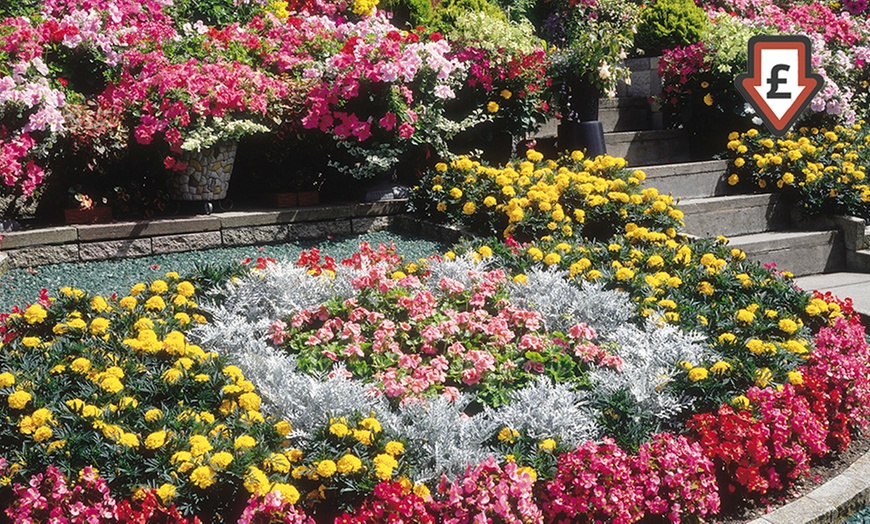 Image 1: 270 Suttons Bedding Plants
