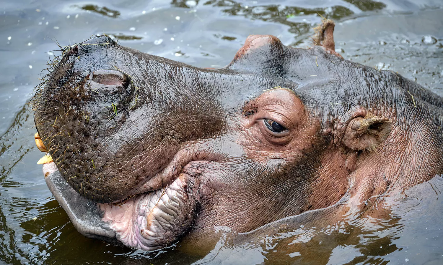 Découvrez plus de 300 animaux au zoo de Maubeuge