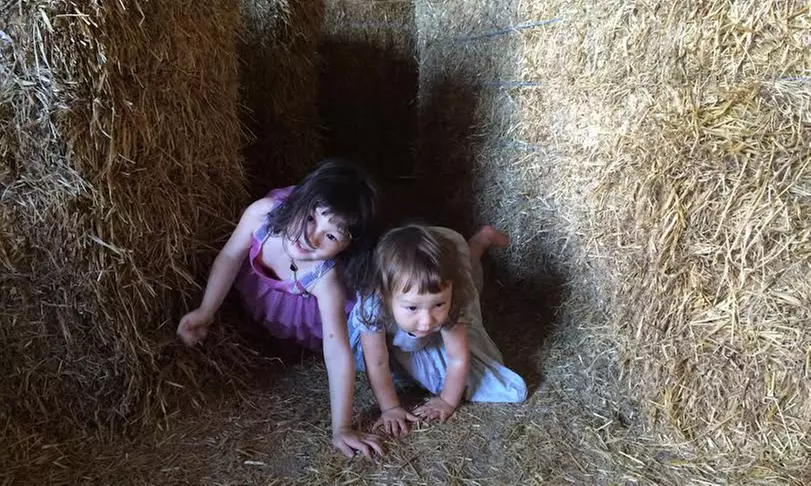 Entry for One or Two Adults or One Child to The Ah-Mazing Pursuit Corn Maze Race on August 28 (Up to 57% Off) - Second Medium