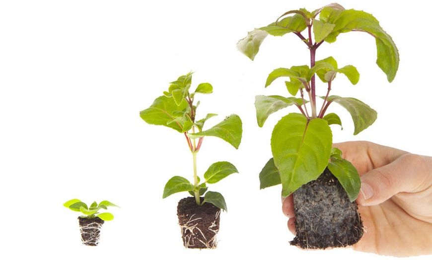 Image 6: Verbena Quartz Mix Garden-Ready Plants