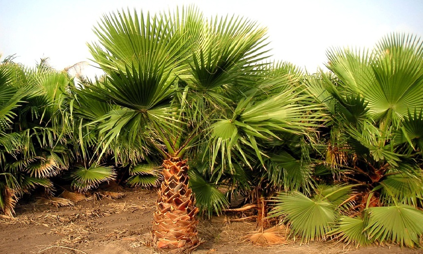 Image 5: Set of Outdoor Palm Trees