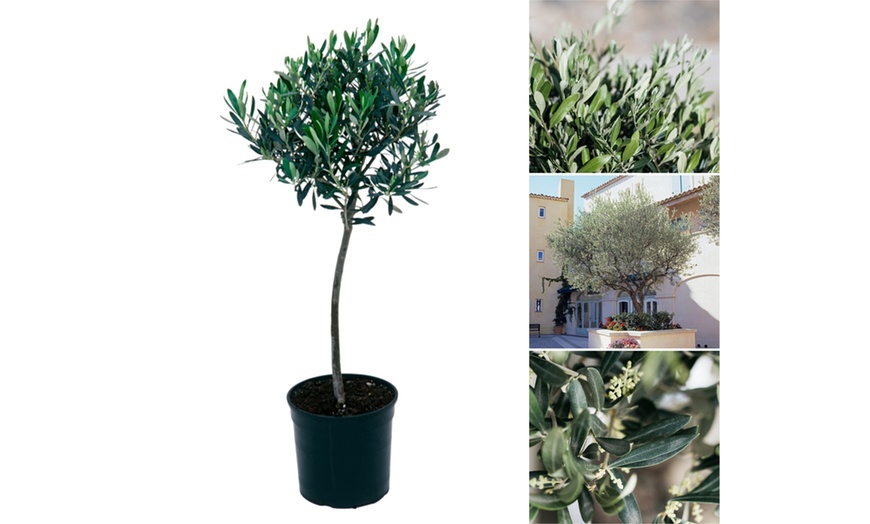 Image 2: 1 o 2 alberi di ulivo XL