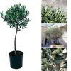 Image 2: 1 o 2 alberi di ulivo XL