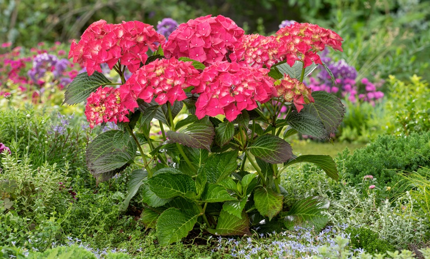 Image 3: Set Hortensias Hydrangea macrophylla