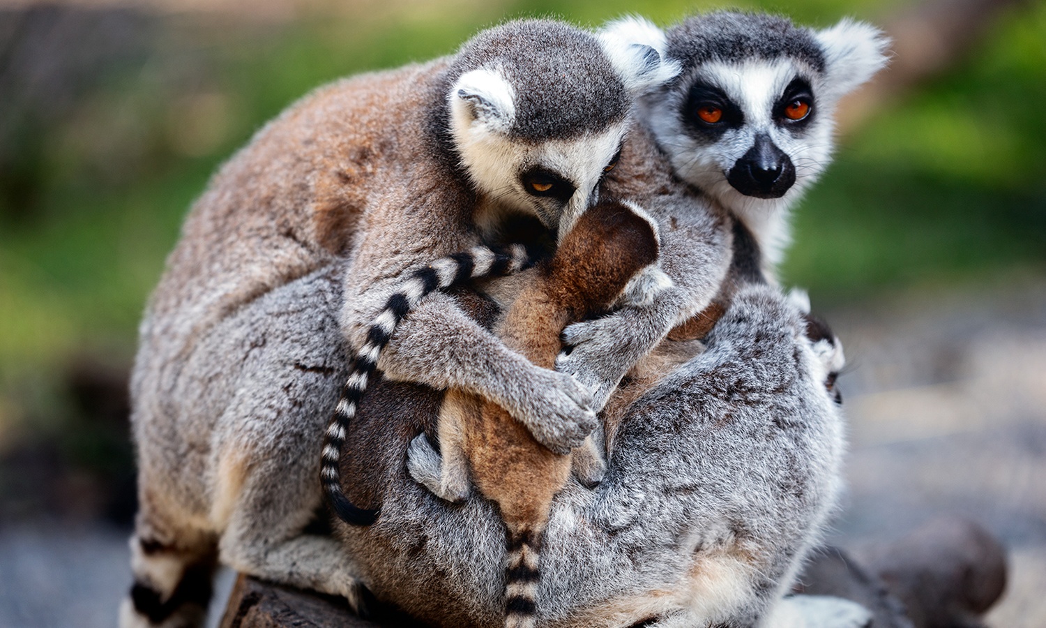 Meet Animals Up Close: Exotic Animal Experience for Two or Four