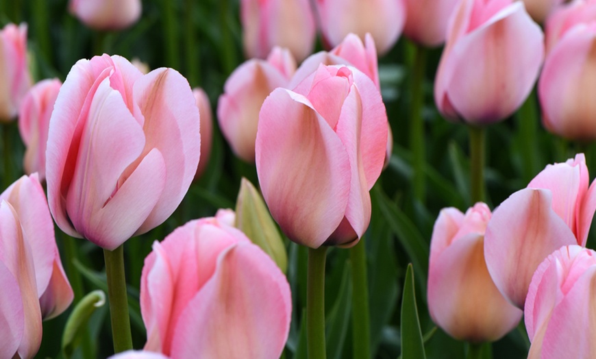 Image 1: Tulip Bella Blush - 16 or 32 Bulbs