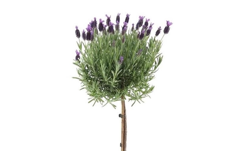 Image 2: Lavender Tree on Stem