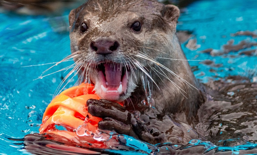 Image 5: Encounter Tour, Sippin' with Sloths, or Kangaroo Yoga at Coastal Wilds