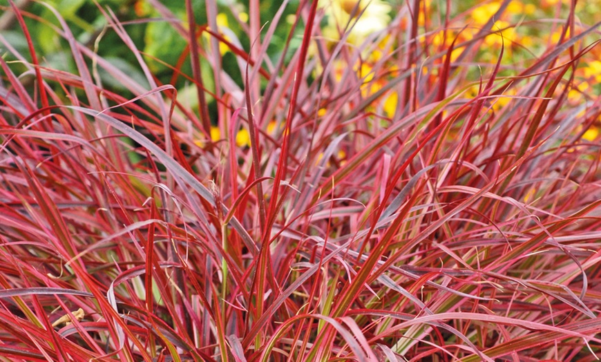 Image 1: Pennisetum 'Firework' Grass – 1, 2 or 3 Potted Plants