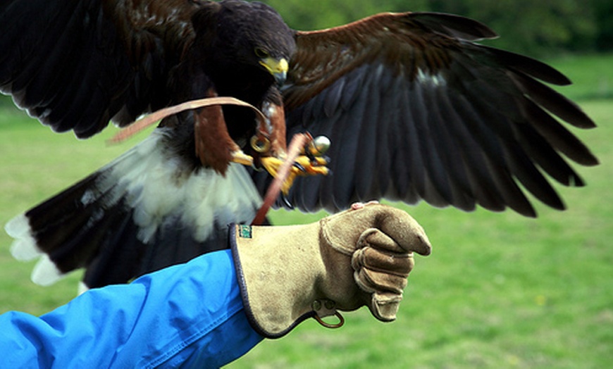 Image 3: Half-Day Falconry Experience