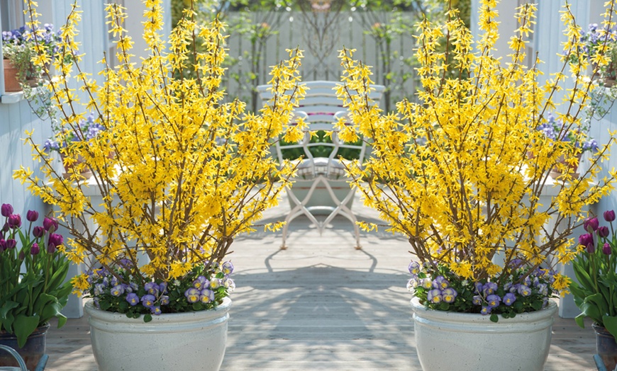 Image 1: Scented Dwarf Forsythia 'Mini Gold' - 1, 3 or 5 plants