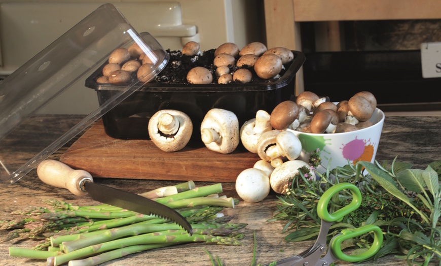 Image 1: Windowsill 7.5 Litre Mushroom Growing Box