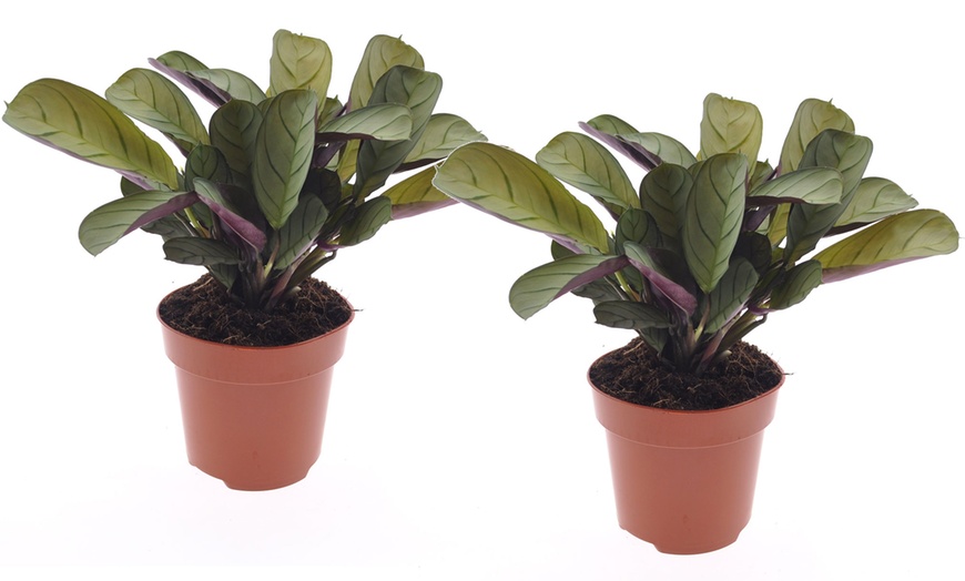 Image 9: Set de 2 plantas Ctenanthe