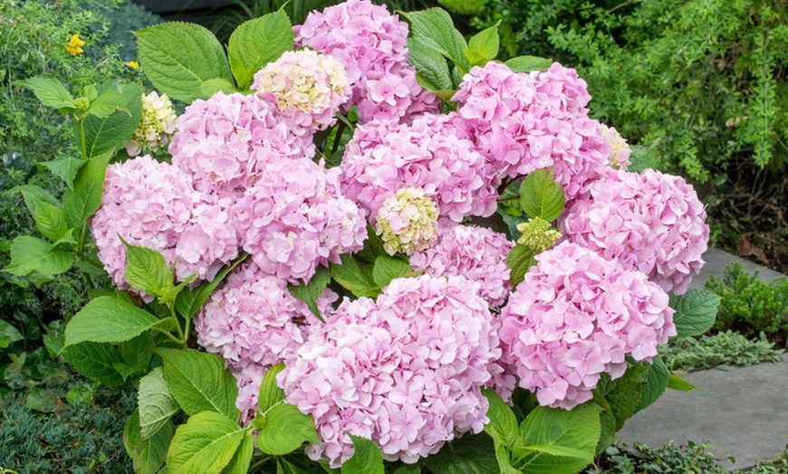 Image 7: Set Hortensias Hydrangea macrophylla