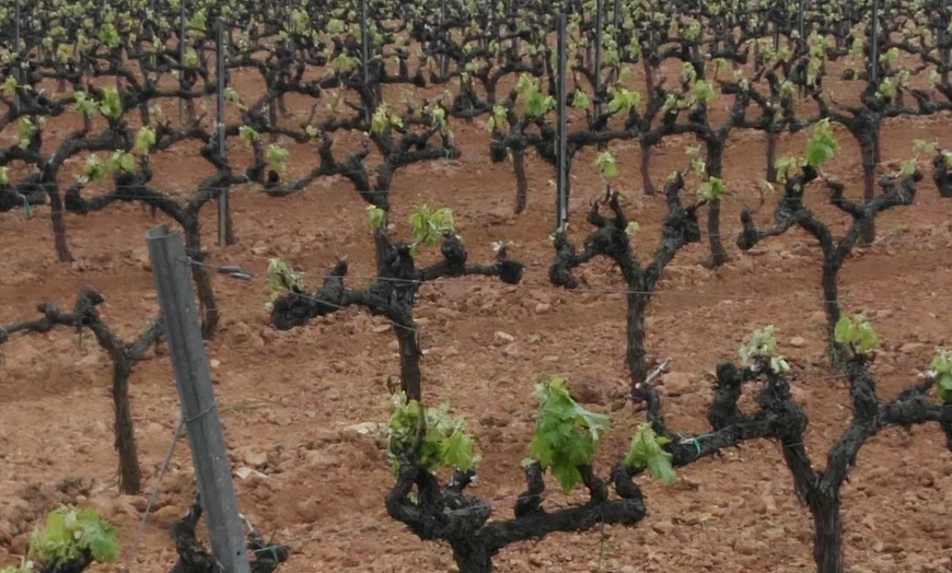 Image 6: ¡Brindemos con cava! Visita guiada con cata de 4 cavas y maridaje
