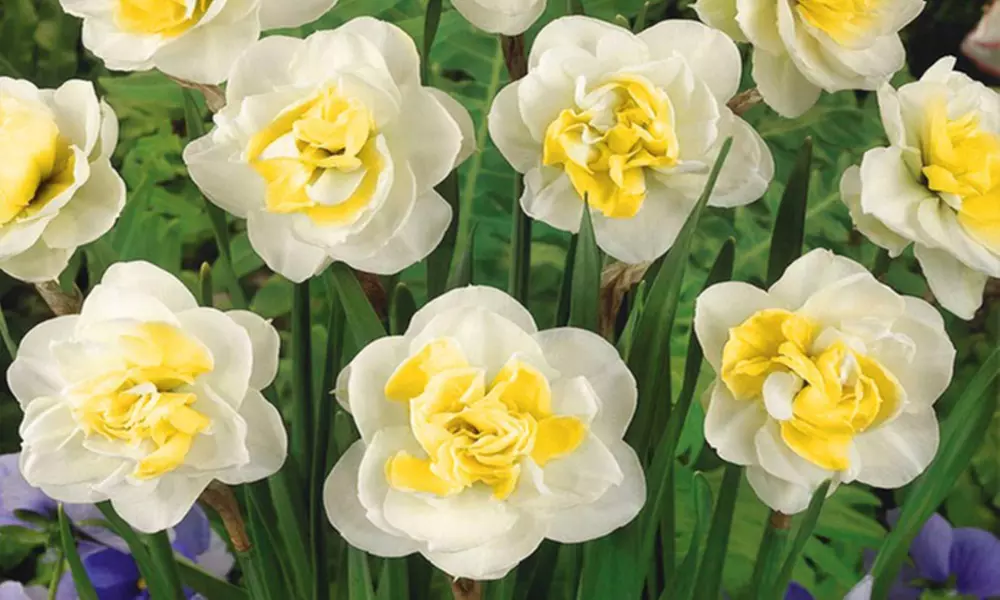 White Lion Double Daffodil Flower Bulbs (5-, 10-, or 20-Pack) - Primary Image