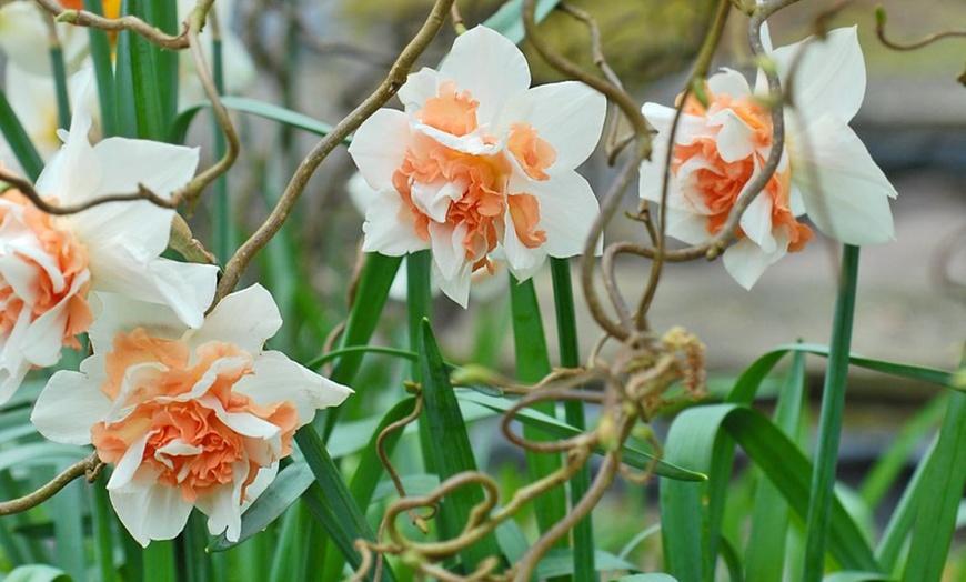 Image 3: Up to 40 Bulbs of Mixed Daffodil Double Classic Collection