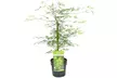 Érables palmés acer palmatum, différentes variétés disponibles - Image 3