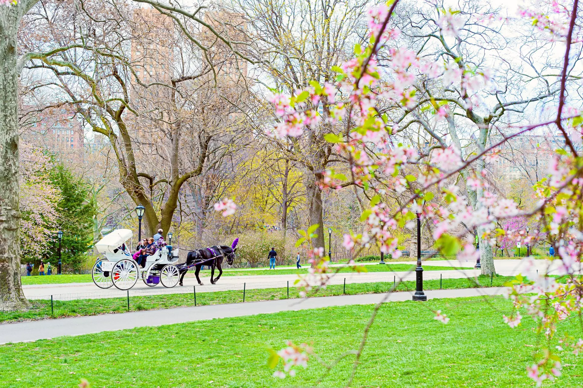 Up to 22% Off on Horse Drawn Carriage Ride at Central Park Horses - Second Medium
