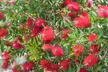 1 ou 2 plantes en pot 'Bottlebrush' Callistemon - Second Medium