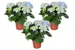 1 ou 3 plants d'hortensias macrophylla rustiques 30-40 cm, couleur au choix - Image 3
