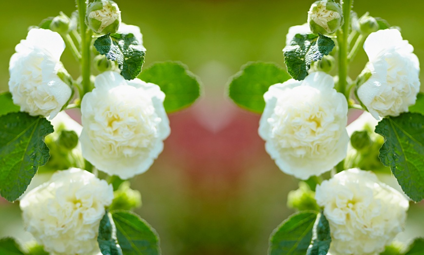 Image 3: Three or Six Hollyhock Chaters Doubles Bare-Root Plants