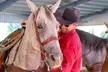 Three-Hour Dinner and Horseback Trail Ride Experience for Two or Four from Lugo Ranch (Up to 22% Off) - Second Medium
