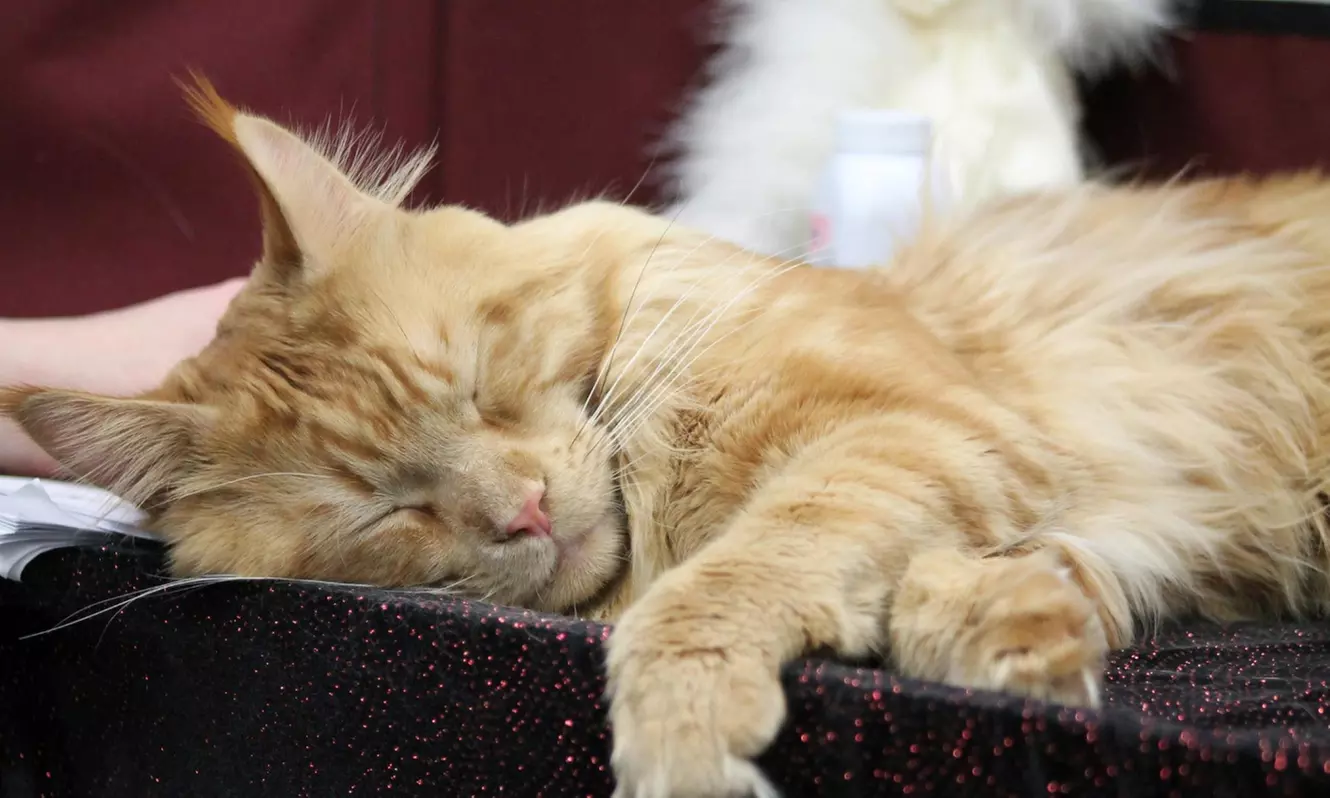 See Dog Shows, Reptile Exhibits, and Shop 100+ Pet Vendors!