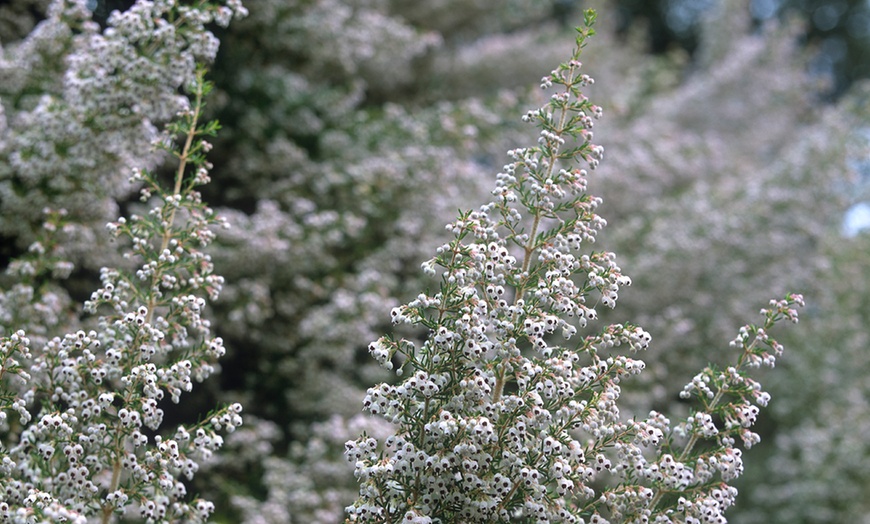 Image 1: 9cm Potted Tree Heath Shrub
