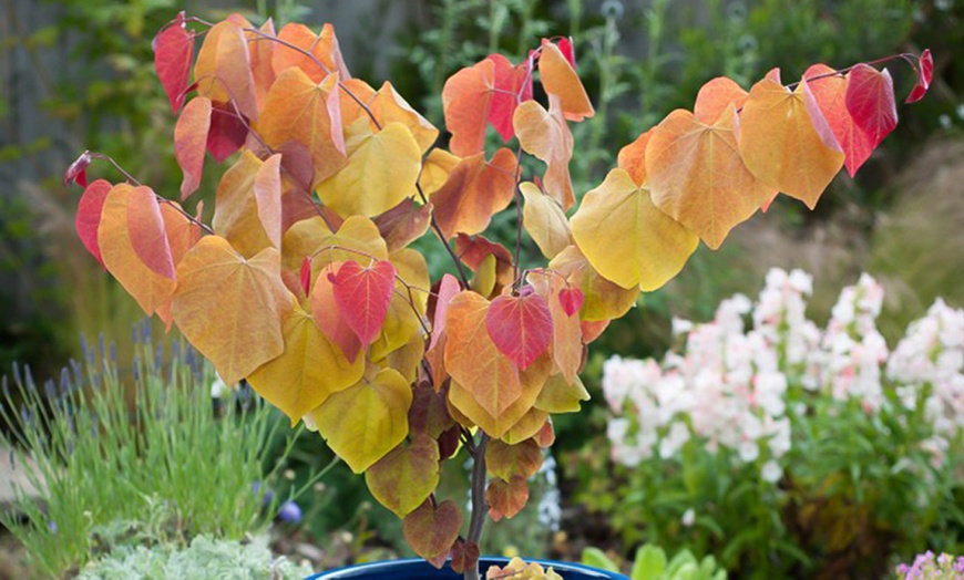 Image 1: Cercis Eternal Flame Plant, 3 L pot